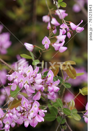 春に咲いた可愛いピンクの花のウンナンハギ 春に咲いた可愛いピンクの花のウンナンハギ 76525843