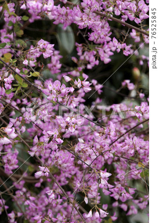 春に咲いた可愛いピンクのウンナンハギの花 春に咲いた可愛いピンクのウンナンハギの花 76525845