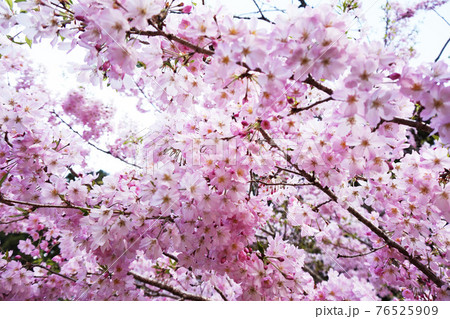春 桜満開 春 桜満開 76525909