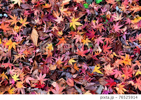 紅葉の落葉 紅葉の落葉 76525914