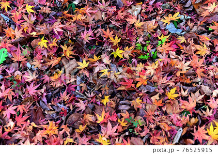 紅葉の落葉 76525915
