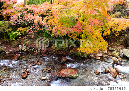 紅葉の木と清流 紅葉の木と清流 76525916