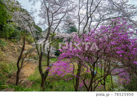 里山の春を彩る　慈光寺参道　　　　　 76525950