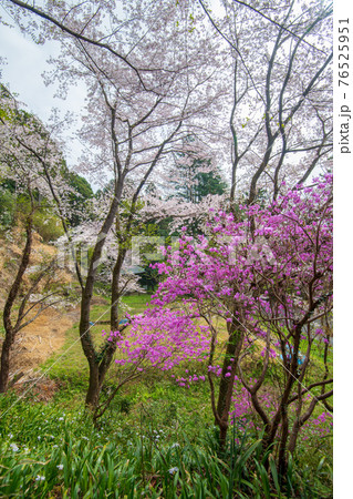 里山の春を彩る　慈光寺参道　　　　　 76525951