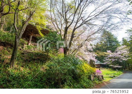 里山の春を彩る　慈光寺参道　　　　　 76525952