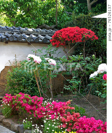 奈良県　当麻寺　牡丹 76526137