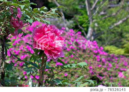 奈良県 当麻寺 牡丹 奈良県 当麻寺 牡丹 76526143