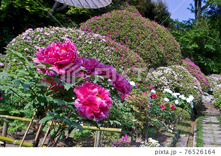 奈良県 当麻寺 牡丹 奈良県 当麻寺 牡丹 76526164