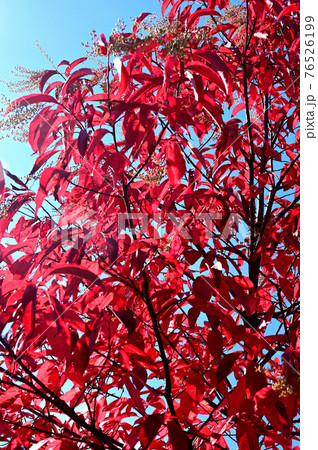 ゼノビアの木の紅葉 ゼノビアの木の紅葉 76526199
