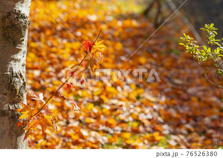 倶利伽羅不動寺の紅葉 倶利伽羅不動寺の紅葉 76526380