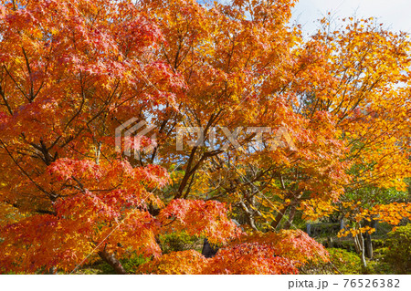倶利伽羅不動寺の紅葉 倶利伽羅不動寺の紅葉 76526382