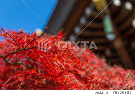 倶利伽羅不動寺の紅葉 76526385