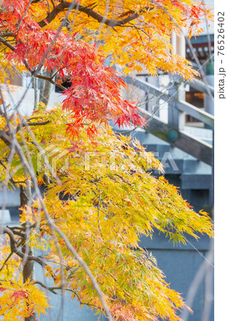 倶利伽羅不動寺の紅葉 倶利伽羅不動寺の紅葉 76526402