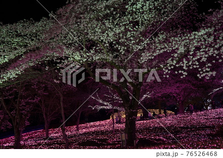 桜 イルミネーション ピンク 緑 夜 野外 相模湖 カラフル イルミの写真素材