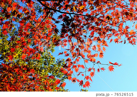 紅葉の木 紅葉の木 76526515