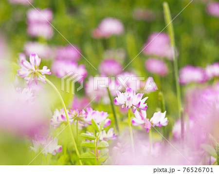 レンゲ畑　 自然風景　百花蜜 76526701