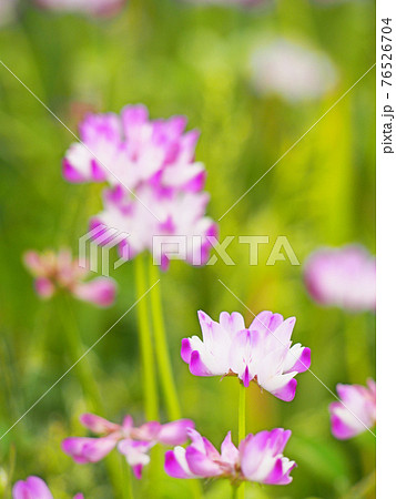 5月の画像素材 Pixta ピクスタ