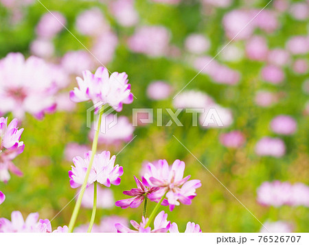 レンゲ畑  自然風景 百花蜜 レンゲ畑  自然風景 百花蜜 76526707