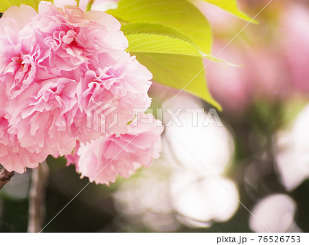 八重桜 お花見 八重桜 お花見 76526753