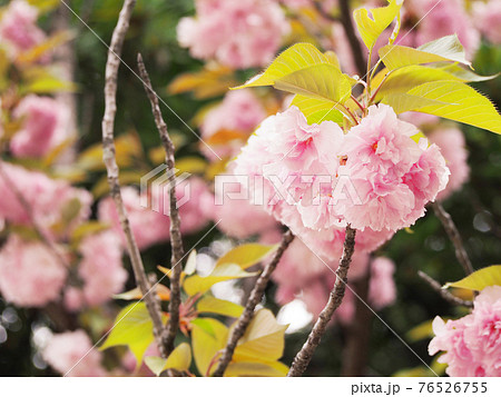 八重桜 お花見 八重桜 お花見 76526755