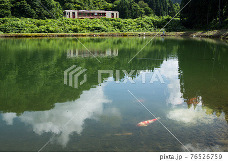 新潟県小千谷市・JR飯山線　錦鯉が泳ぐ池の脇を走る単行列車と映り込み 76526759