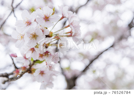 曇りの日の桜 76526784