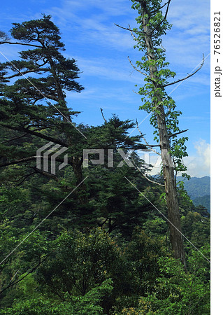 屋久島 鹿児島県 屋久島 鹿児島県 76526821