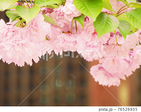 八重桜 お花見 八重桜 お花見 76526935