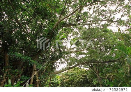 屋久島　ポタニカルリサーチパーク 76526973