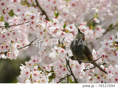 桜とヒヨドリ 76527094