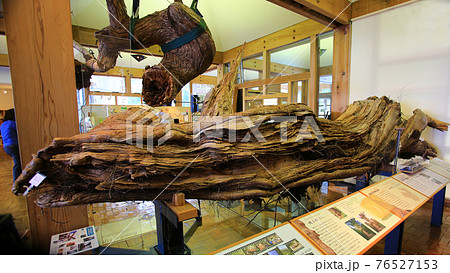 屋久島　屋久杉自然観 76527153