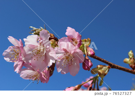さくら　春が到来　 76527327