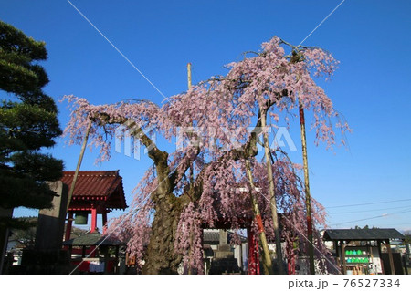 妙関寺の乙姫桜（福島県・白河市） 76527334