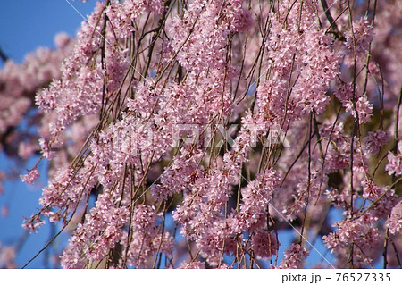 妙関寺の乙姫桜(福島県・白河市) 妙関寺の乙姫桜(福島県・白河市) 76527335