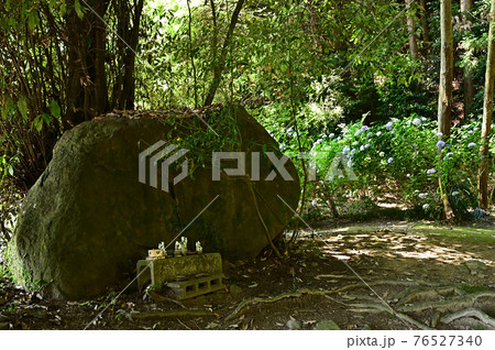 矢田寺のアジサイ 矢田寺のアジサイ 76527340