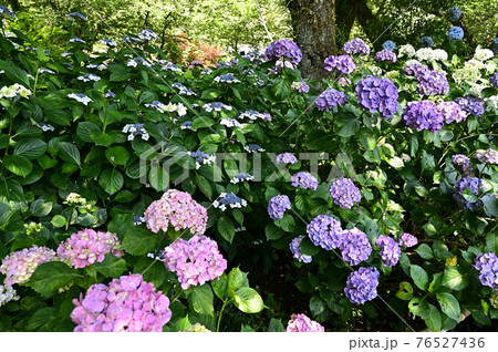 矢田寺のアジサイ 76527436