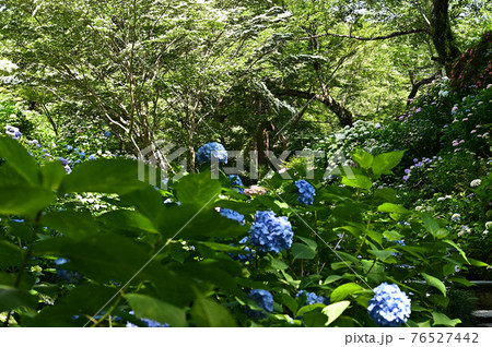 矢田寺のアジサイ 矢田寺のアジサイ 76527442
