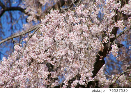 昌建寺のしだれ桜(福島県・泉崎村) 昌建寺のしだれ桜(福島県・泉崎村) 76527580