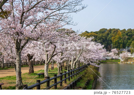 亀鶴公園の桜並木 香川県さぬき市 の写真素材