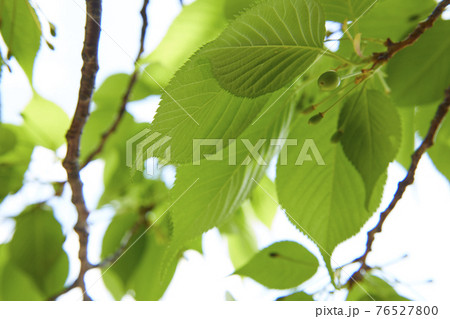 さくらの実　さくらんぼ 76527800