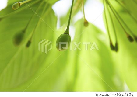 さくらの実　さくらんぼ 76527806