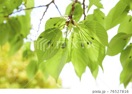 さくらの実　さくらんぼ 76527816