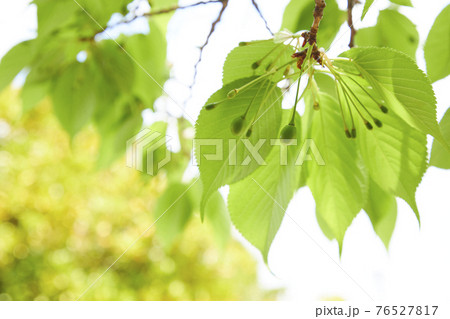 さくらの実　さくらんぼ 76527817