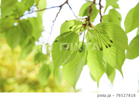 さくらの実　さくらんぼ 76527818