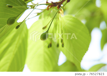 さくらの実　さくらんぼ 76527823