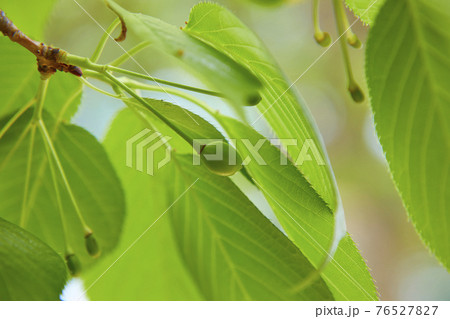 さくらの実　さくらんぼ 76527827