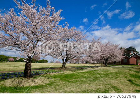 鳥見山公園の桜（福島県・鏡石町） 76527948