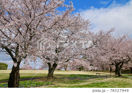 鳥見山公園の桜（福島県・鏡石町） 76527949
