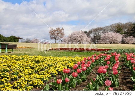 鳥見山公園の桜・チューリップ（福島県・鏡石町） 76527950