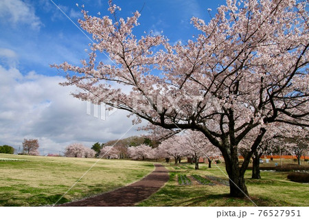 鳥見山公園の桜（福島県・鏡石町） 76527951
